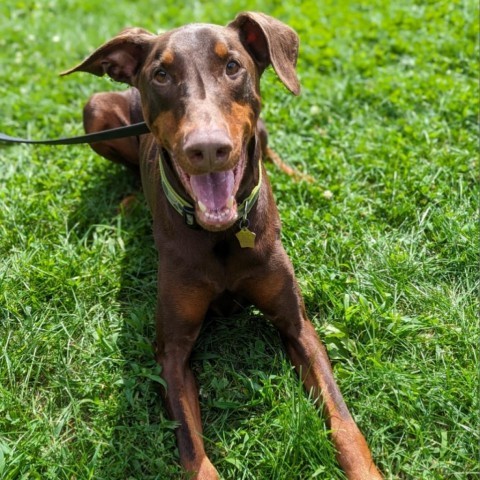 7776 Hans - I'm a SSNAP Dog, an adoptable Doberman Pinscher in Sandown, NH, 03873 | Photo Image 3