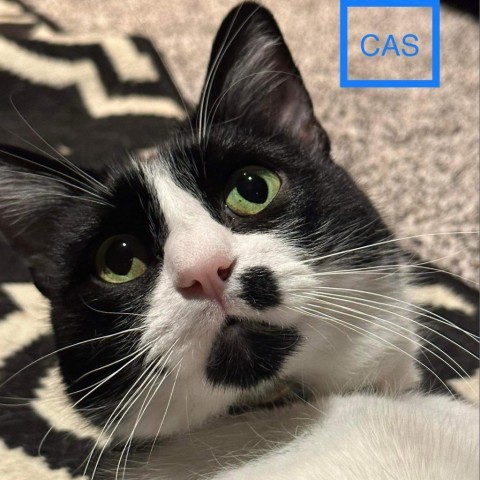 Cas, an adoptable Domestic Short Hair in Spring Hill, KS, 66083 | Photo Image 1