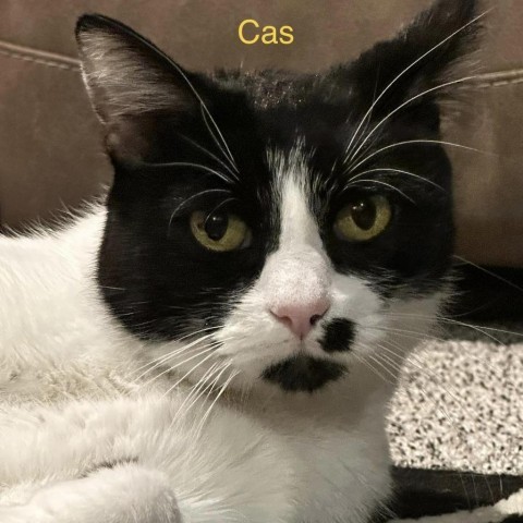 Cas, an adoptable Domestic Short Hair in Spring Hill, KS, 66083 | Photo Image 2