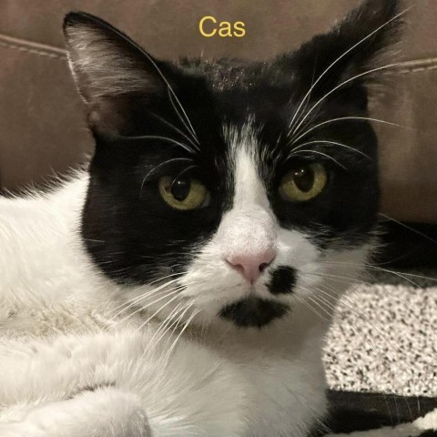 Cas, an adoptable Domestic Short Hair in Spring Hill, KS, 66083 | Photo Image 3