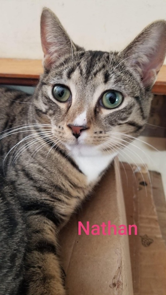 Nathan 1