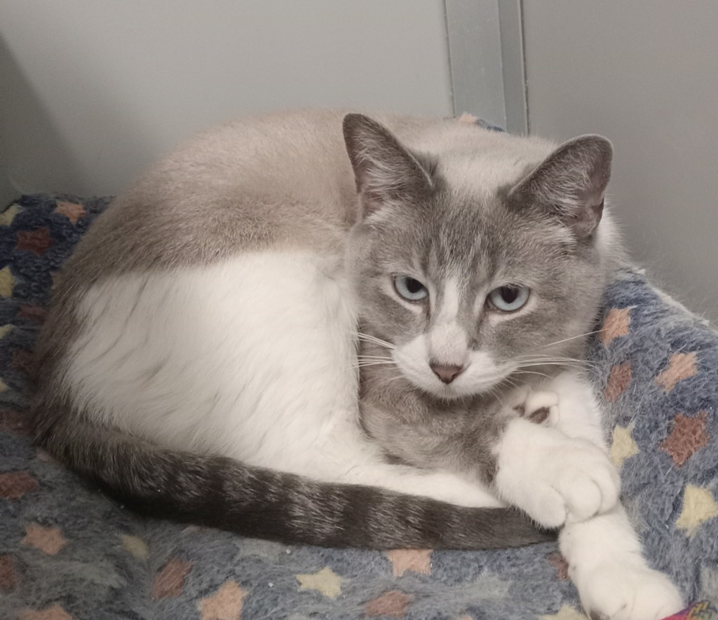 Shiloh (sponsored), an adoptable Siamese in Rockford, IL, 61126 | Photo Image 3