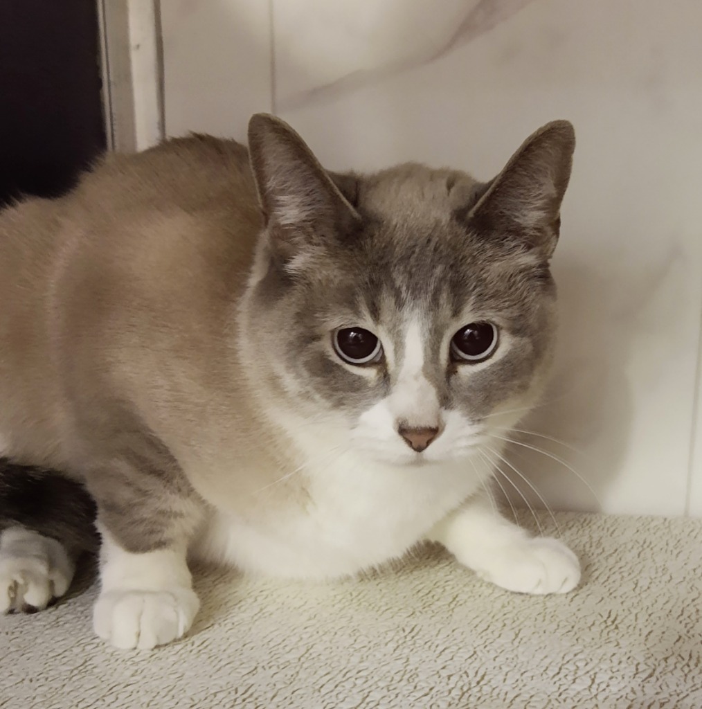 Shiloh (sponsored), an adoptable Siamese in Rockford, IL, 61126 | Photo Image 4