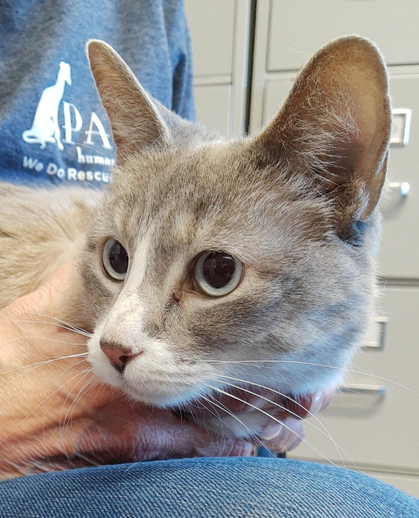 Shiloh (sponsored), an adoptable Siamese in Rockford, IL, 61126 | Photo Image 5