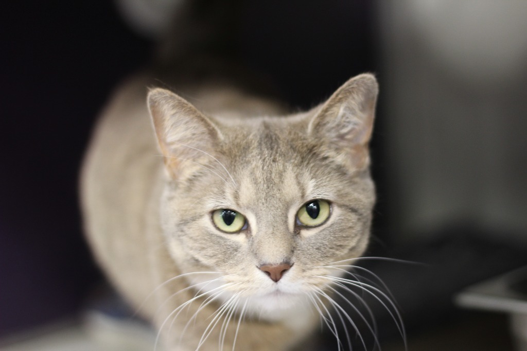 Star (stray hold), an adoptable Domestic Short Hair in Rockford, IL, 61126 | Photo Image 2