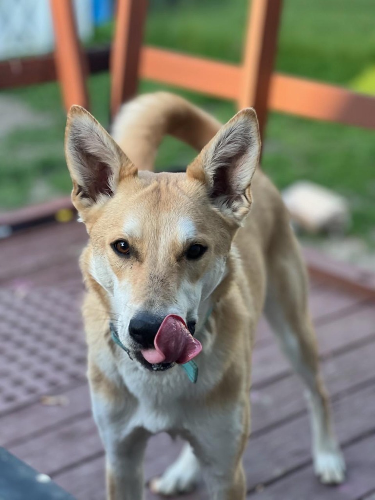 Friar, an adoptable Husky, Mixed Breed in Rockford, IL, 61126 | Photo Image 3