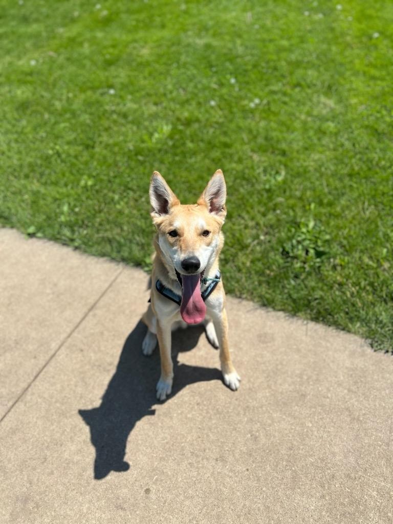 Friar, an adoptable Husky, Mixed Breed in Rockford, IL, 61126 | Photo Image 4