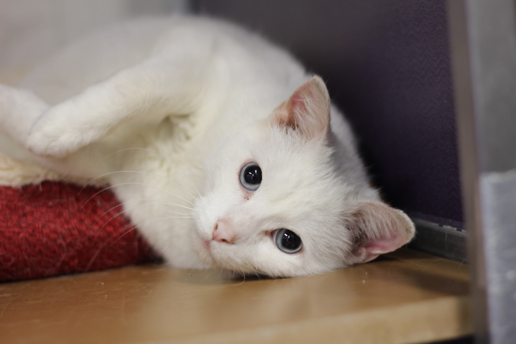Sammy (Sponsored), an adoptable Domestic Long Hair in Rockford, IL, 61126 | Photo Image 1