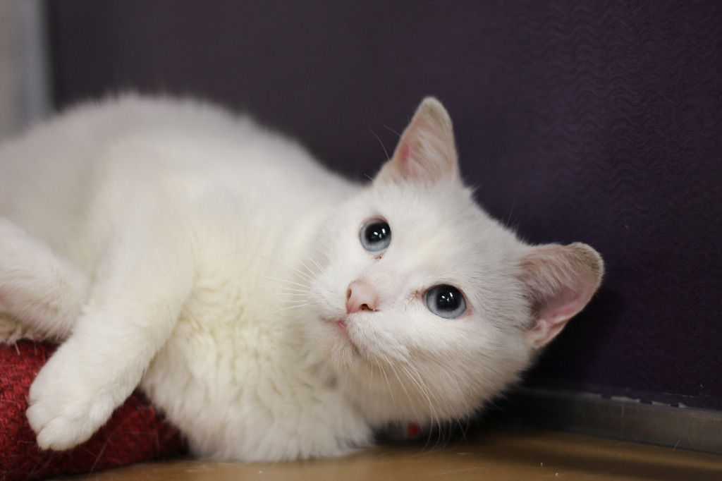 Sammy (Sponsored), an adoptable Domestic Long Hair in Rockford, IL, 61126 | Photo Image 5