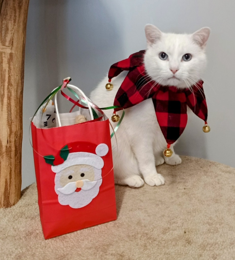 Sammy (Sponsored), an adoptable Siamese in Rockford, IL, 61126 | Photo Image 4