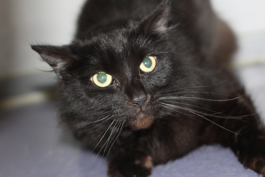 Mystic, an adoptable Domestic Long Hair in Rockford, IL, 61126 | Photo Image 1