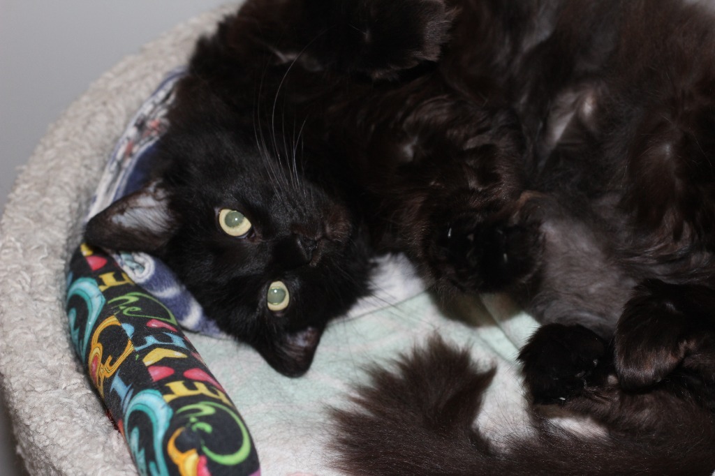 Mystic, an adoptable Domestic Long Hair in Rockford, IL, 61126 | Photo Image 1