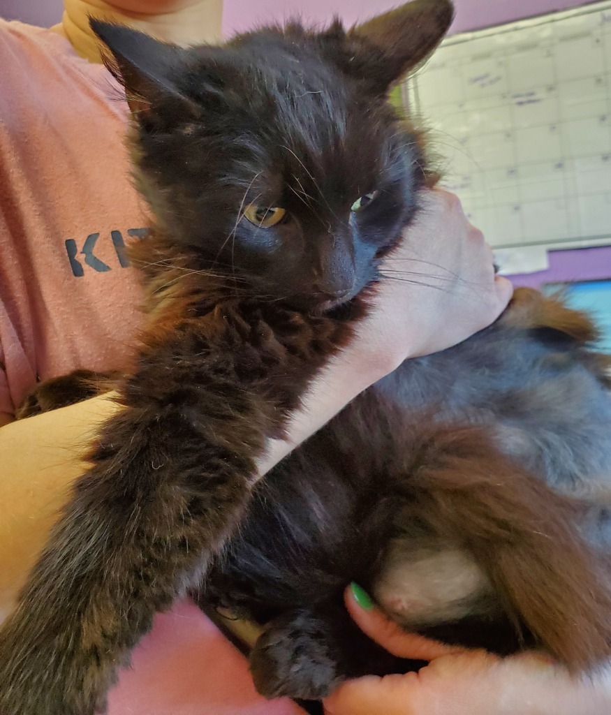 Mystic, an adoptable Domestic Long Hair in Rockford, IL, 61126 | Photo Image 2