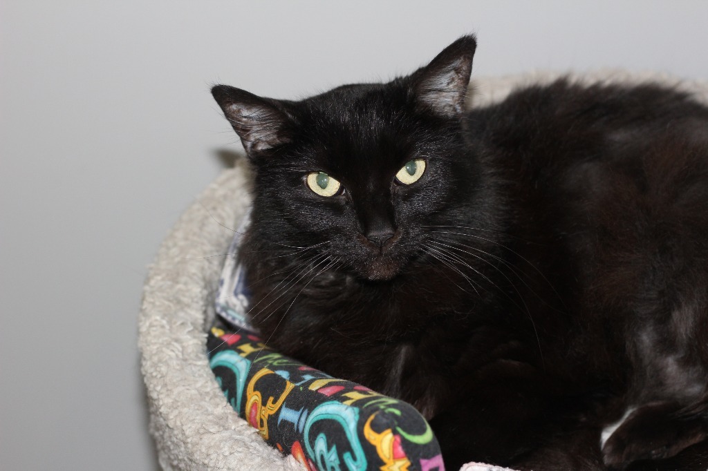 Mystic, an adoptable Domestic Long Hair in Rockford, IL, 61126 | Photo Image 2