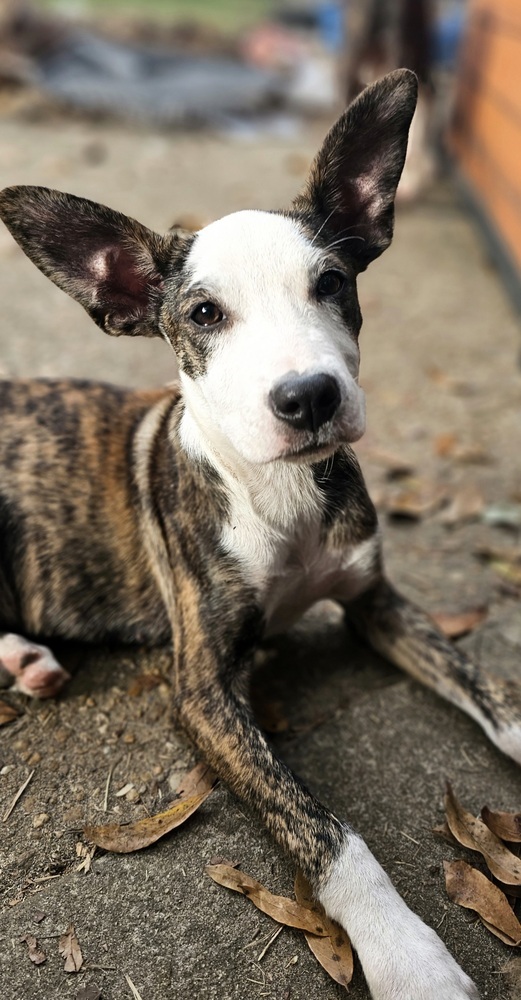 Jack russell terrier husky hot sale mix