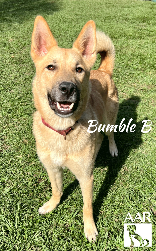 Bumble B