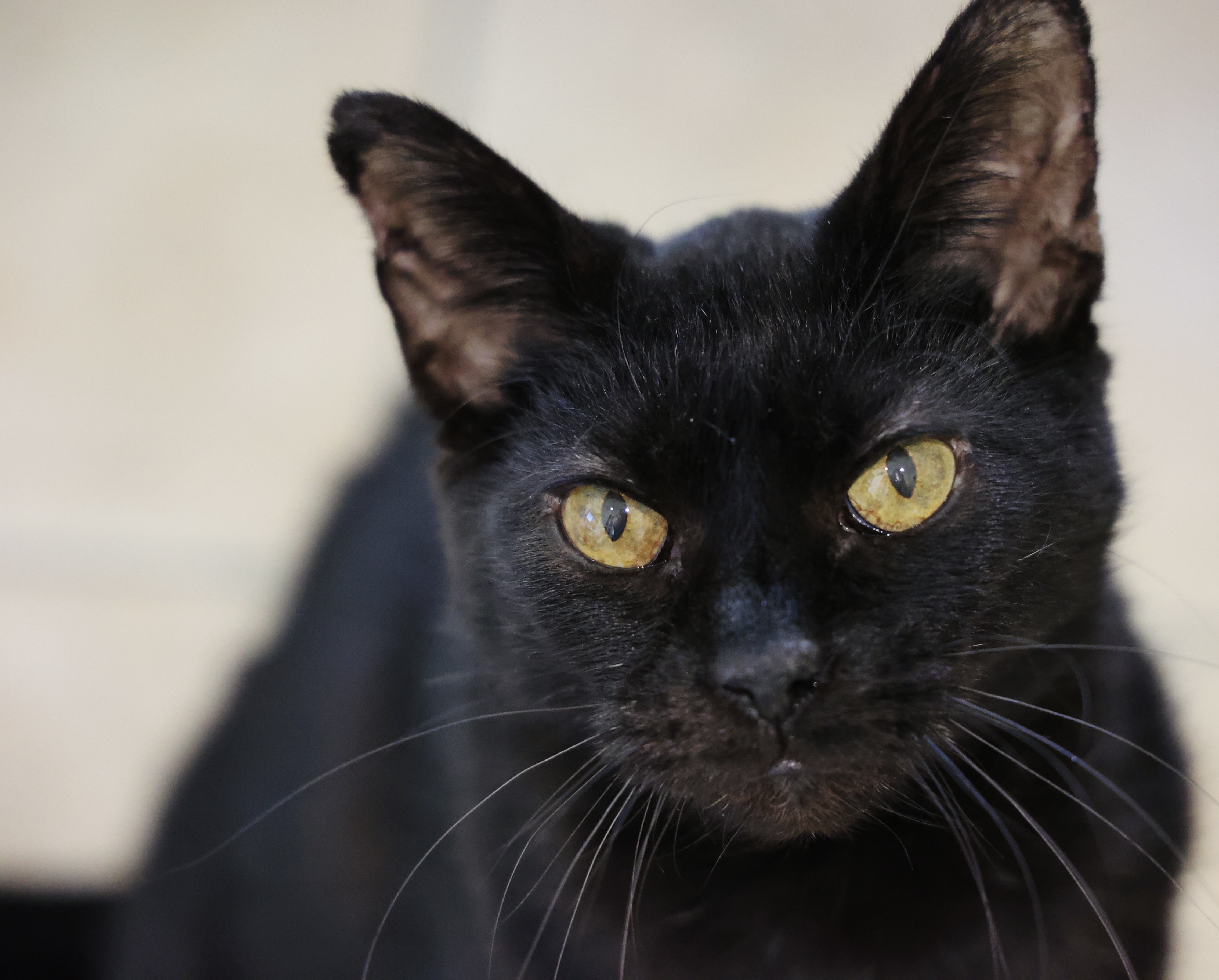 Spirit, an adoptable Domestic Short Hair in Hastings, MN, 55033 | Photo Image 1