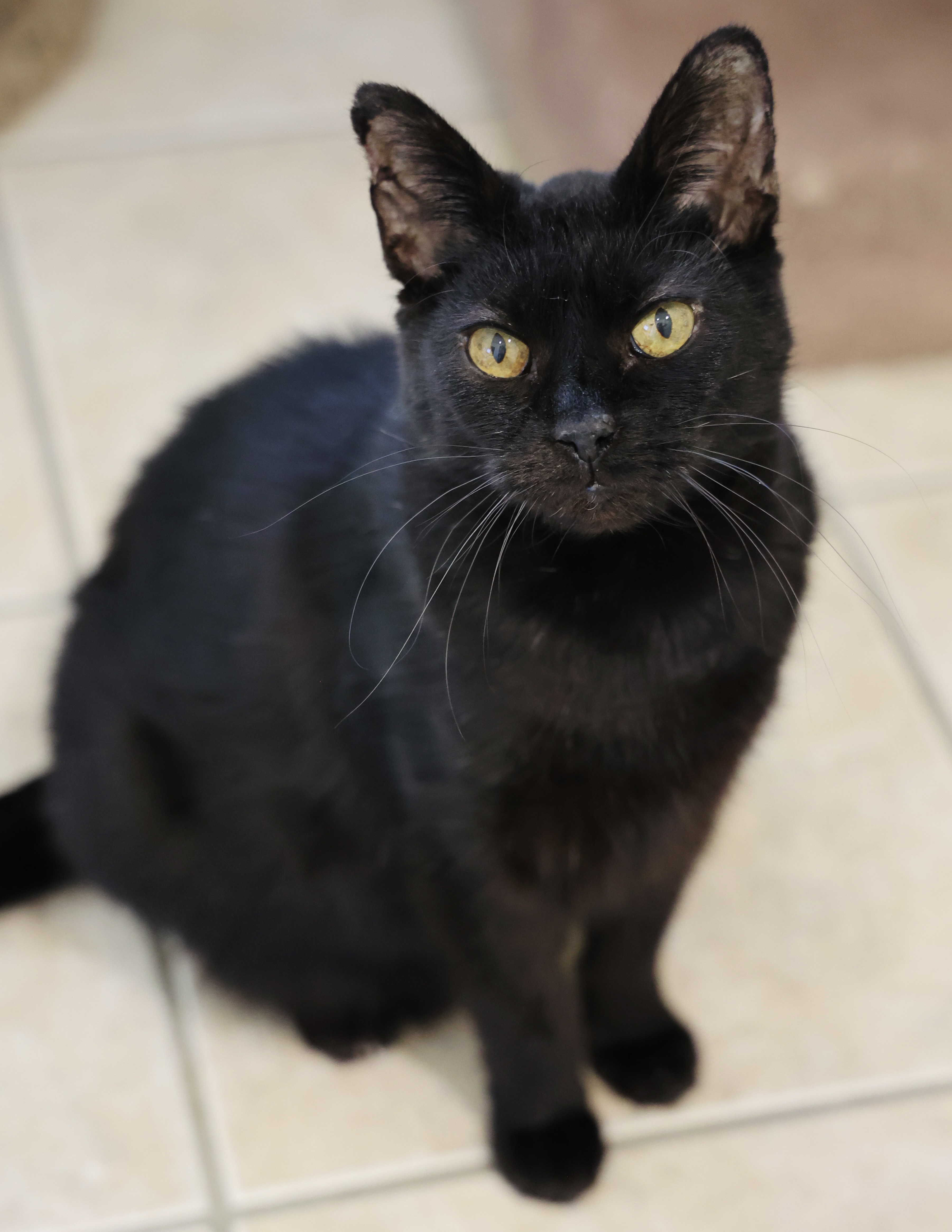 Spirit, an adoptable Domestic Short Hair in Hastings, MN, 55033 | Photo Image 2