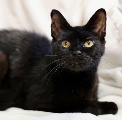 Spirit, an adoptable Domestic Short Hair in Hastings, MN, 55033 | Photo Image 3