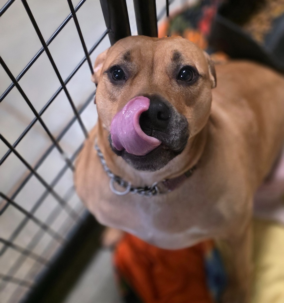 Lonnie, an adoptable Boxer, Staffordshire Bull Terrier in Saginaw, MI, 48604 | Photo Image 1