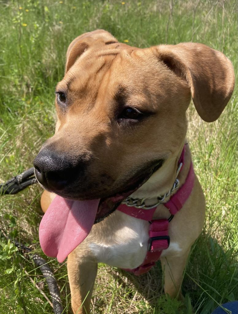 Lonnie, an adoptable Boxer, Staffordshire Bull Terrier in Saginaw, MI, 48604 | Photo Image 2
