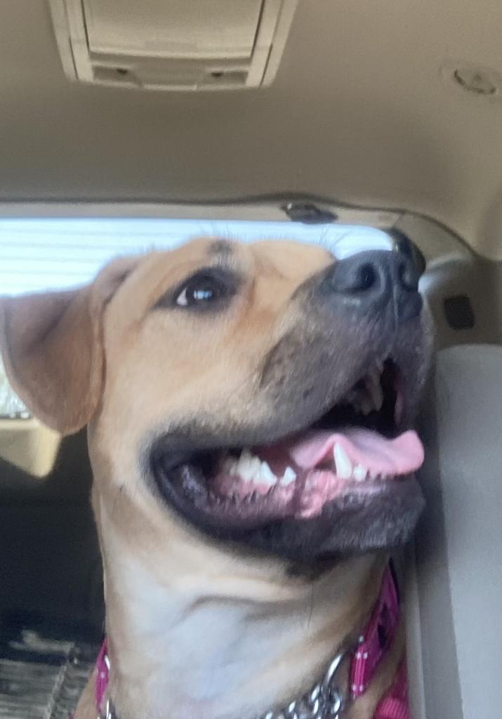 Lonnie, an adoptable Boxer, Staffordshire Bull Terrier in Saginaw, MI, 48604 | Photo Image 2