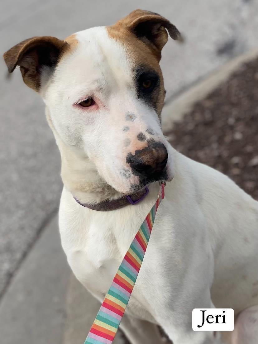 Jeri, an adoptable Terrier in St. Louis, MO, 63125 | Photo Image 1