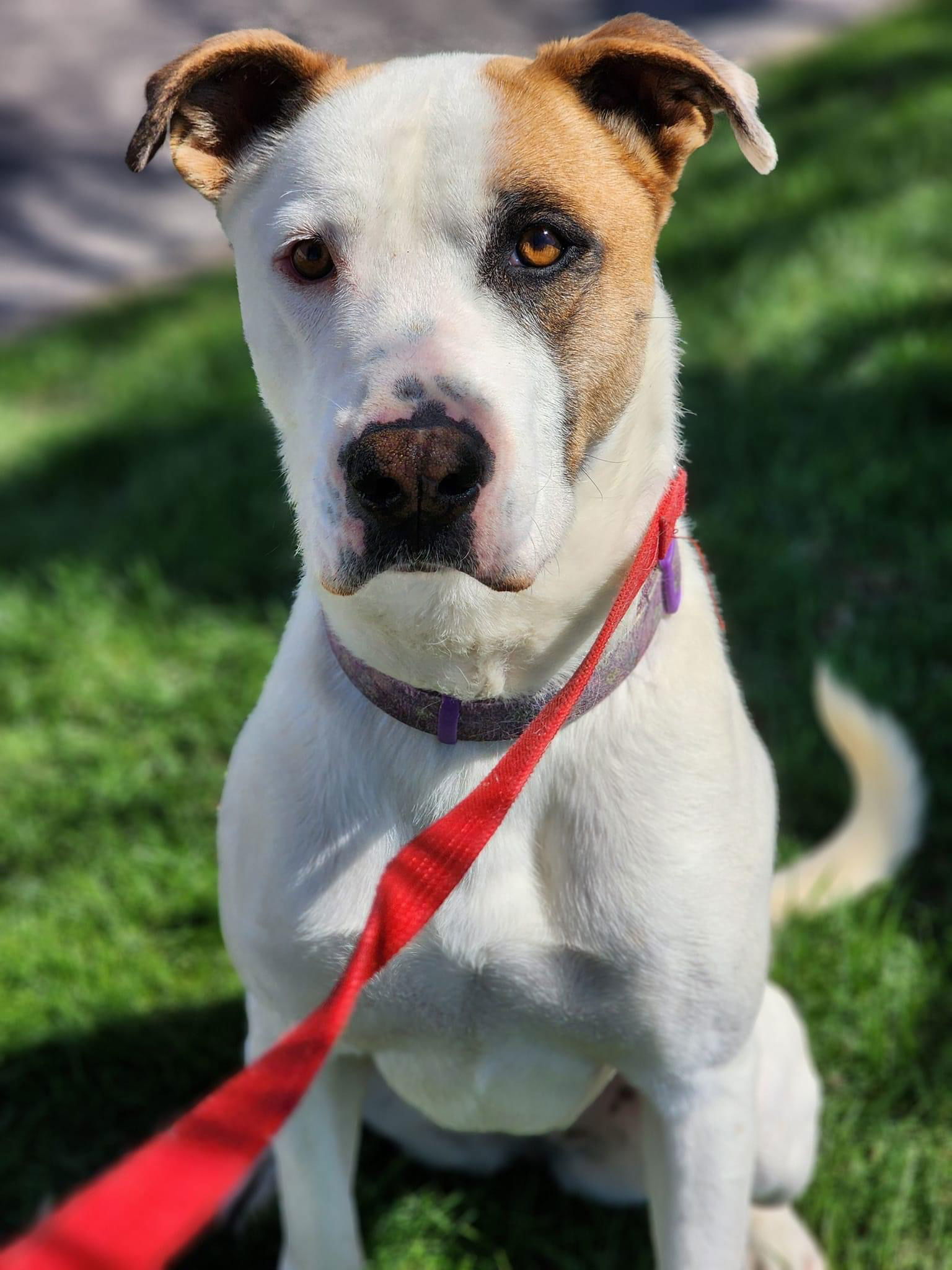 Jeri, an adoptable Terrier in St. Louis, MO, 63125 | Photo Image 2