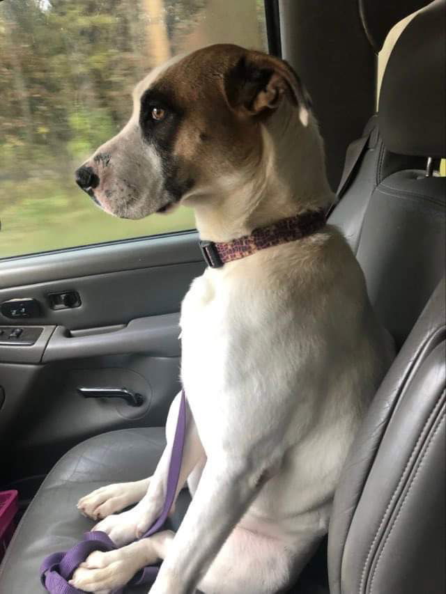 Jeri, an adoptable Terrier in St. Louis, MO, 63125 | Photo Image 3