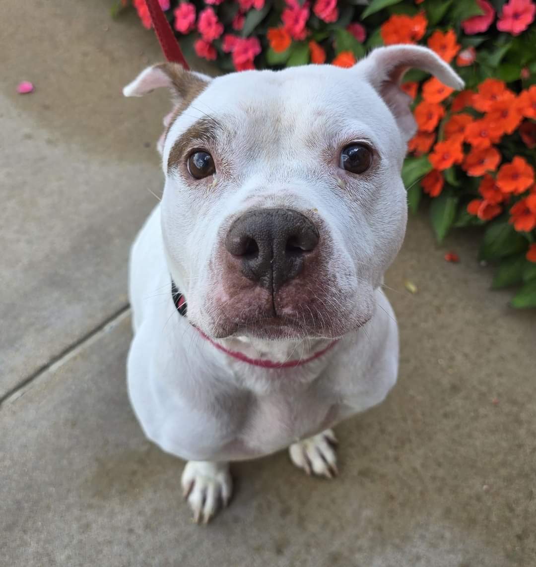 Sparkles, an adoptable Terrier, American Staffordshire Terrier in St. Louis, MO, 63125 | Photo Image 1