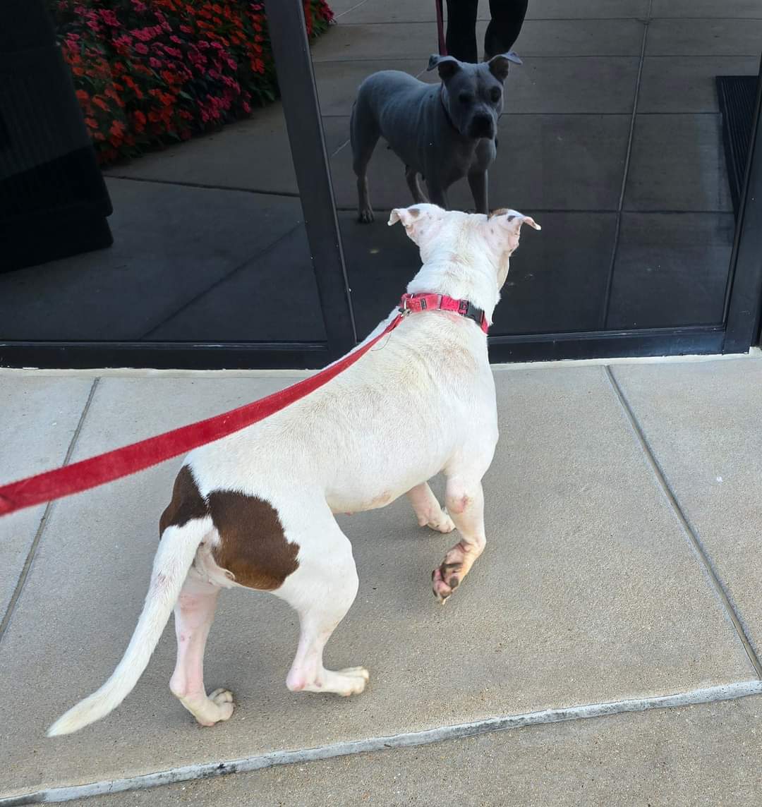 Sparkles, an adoptable Terrier, American Staffordshire Terrier in St. Louis, MO, 63125 | Photo Image 2