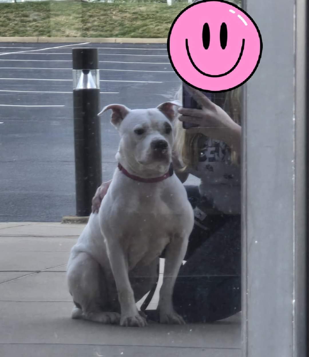 Sparkles, an adoptable Terrier, American Staffordshire Terrier in St. Louis, MO, 63125 | Photo Image 3
