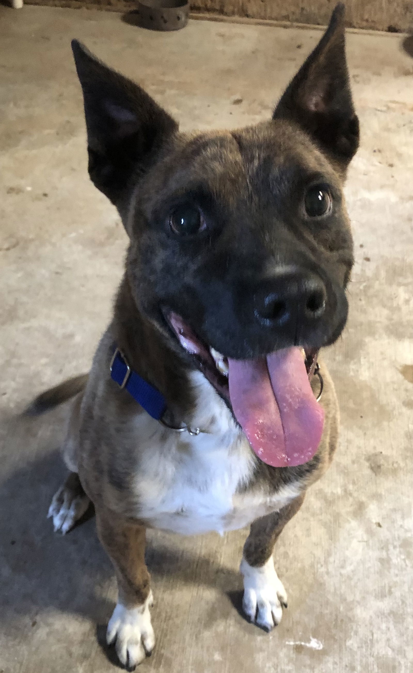 Mr. Bean, an adoptable Terrier in St. Louis, MO, 63125 | Photo Image 1