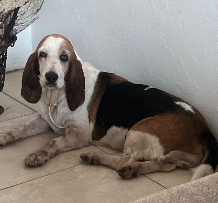 Small best sale town bassets