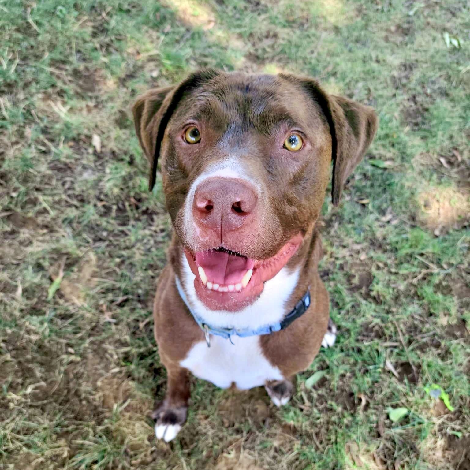 Keith, an adoptable Retriever in Redding, CA, 96099 | Photo Image 3