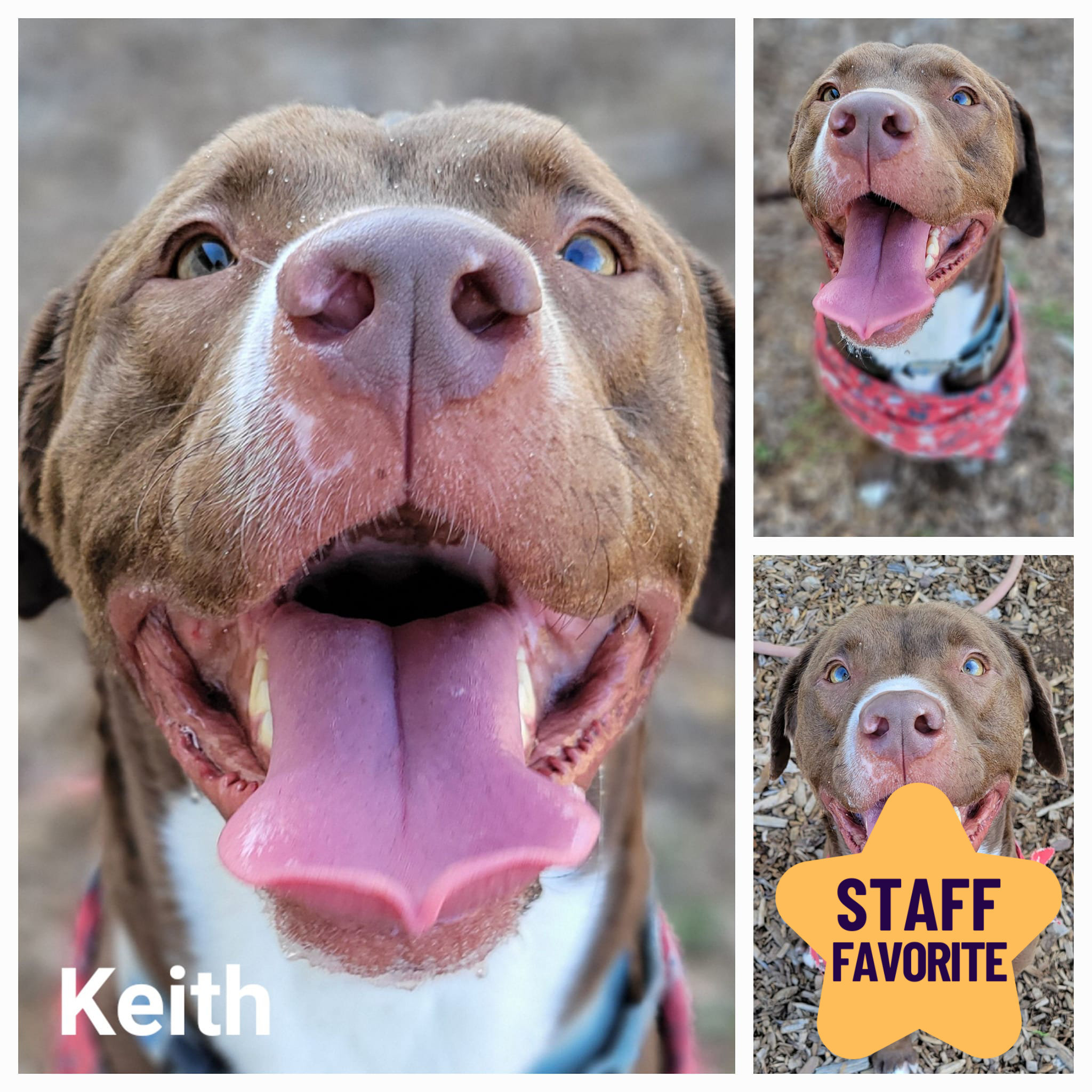 Keith, an adoptable Retriever in Redding, CA, 96099 | Photo Image 1