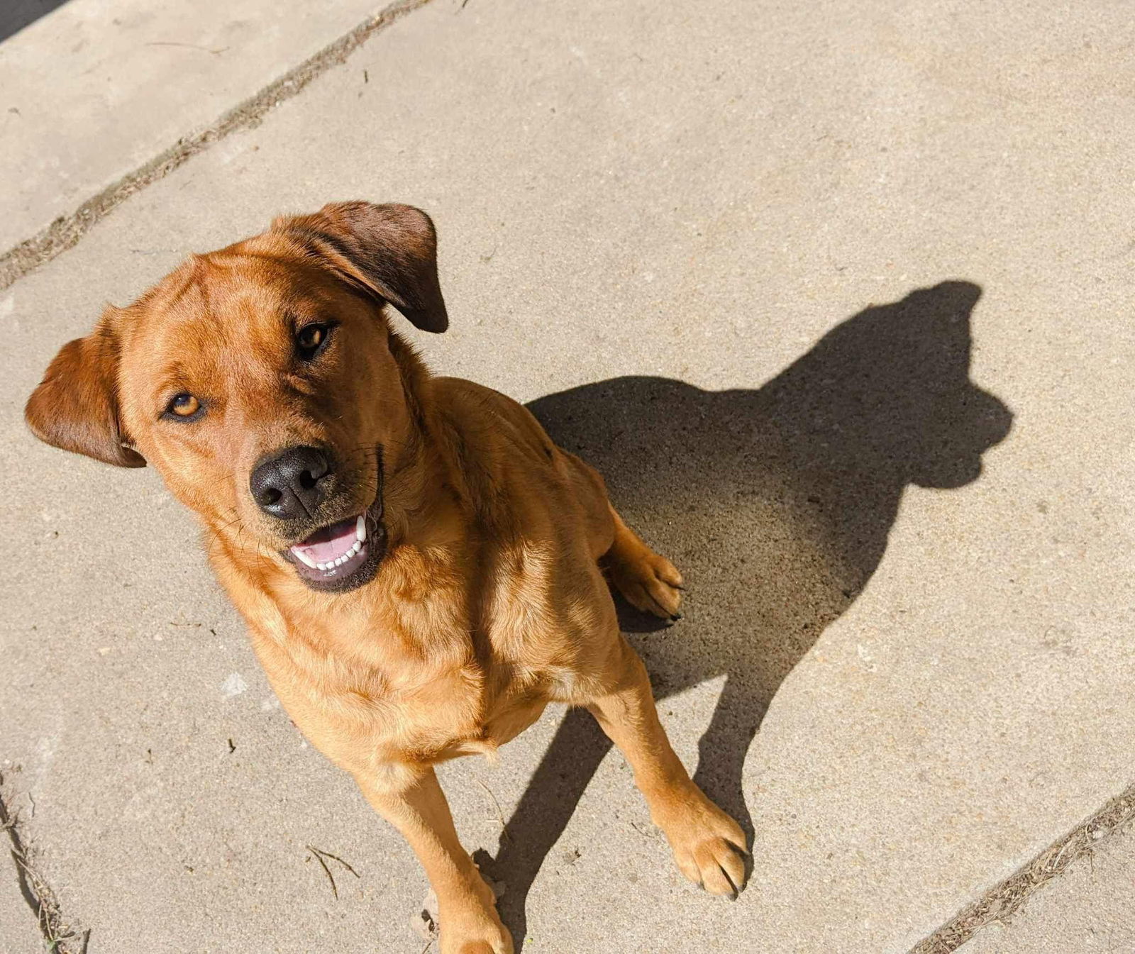 Athena, an adoptable Coonhound, Shepherd in Merriam, KS, 66203 | Photo Image 1