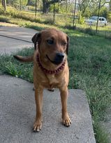 Athena, an adoptable Coonhound, Shepherd in Merriam, KS, 66203 | Photo Image 2