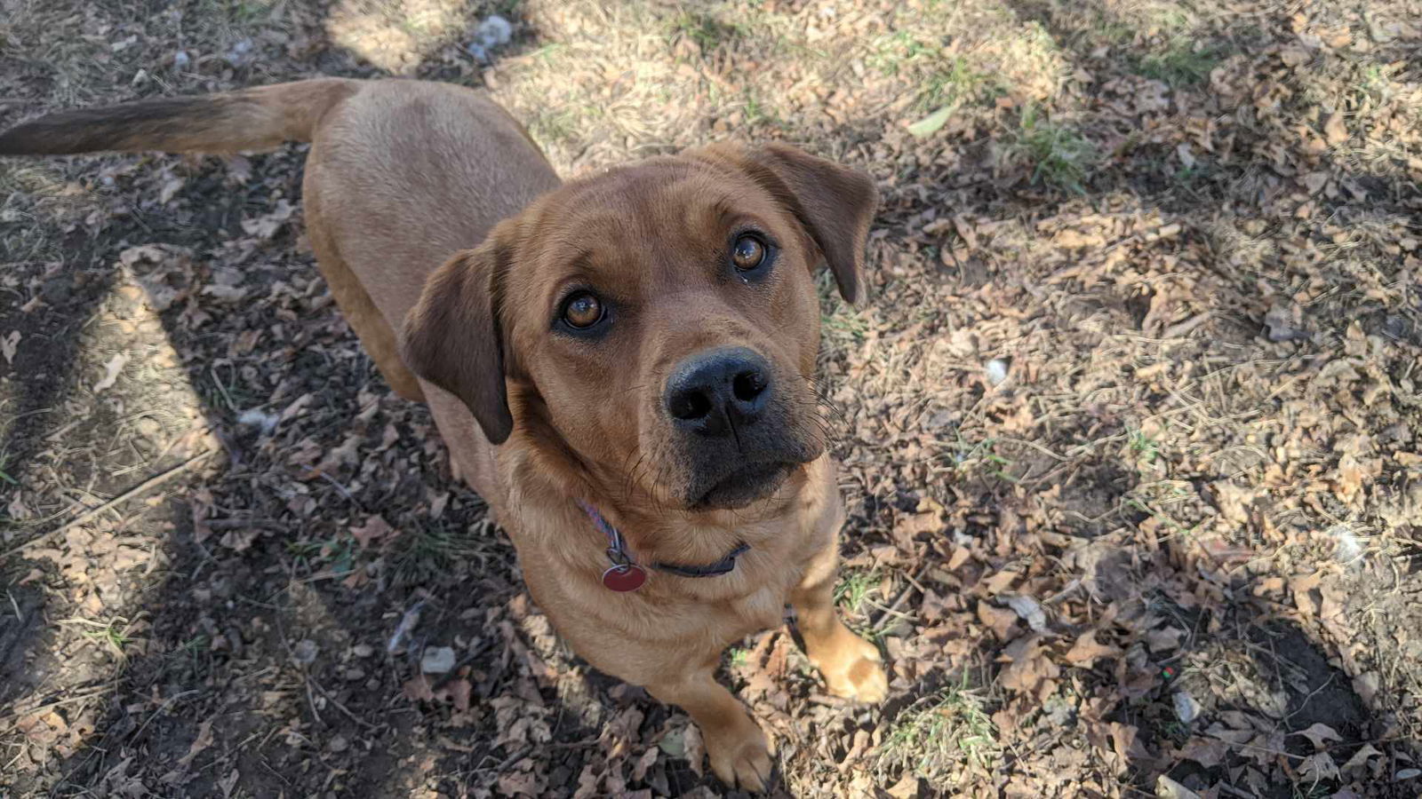 Athena, an adoptable Coonhound, Shepherd in Merriam, KS, 66203 | Photo Image 3