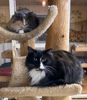 Leila - Barn Cat, Adult Female Domestic Long Hair
