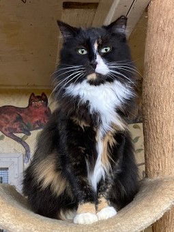 Leila - Barn Cat