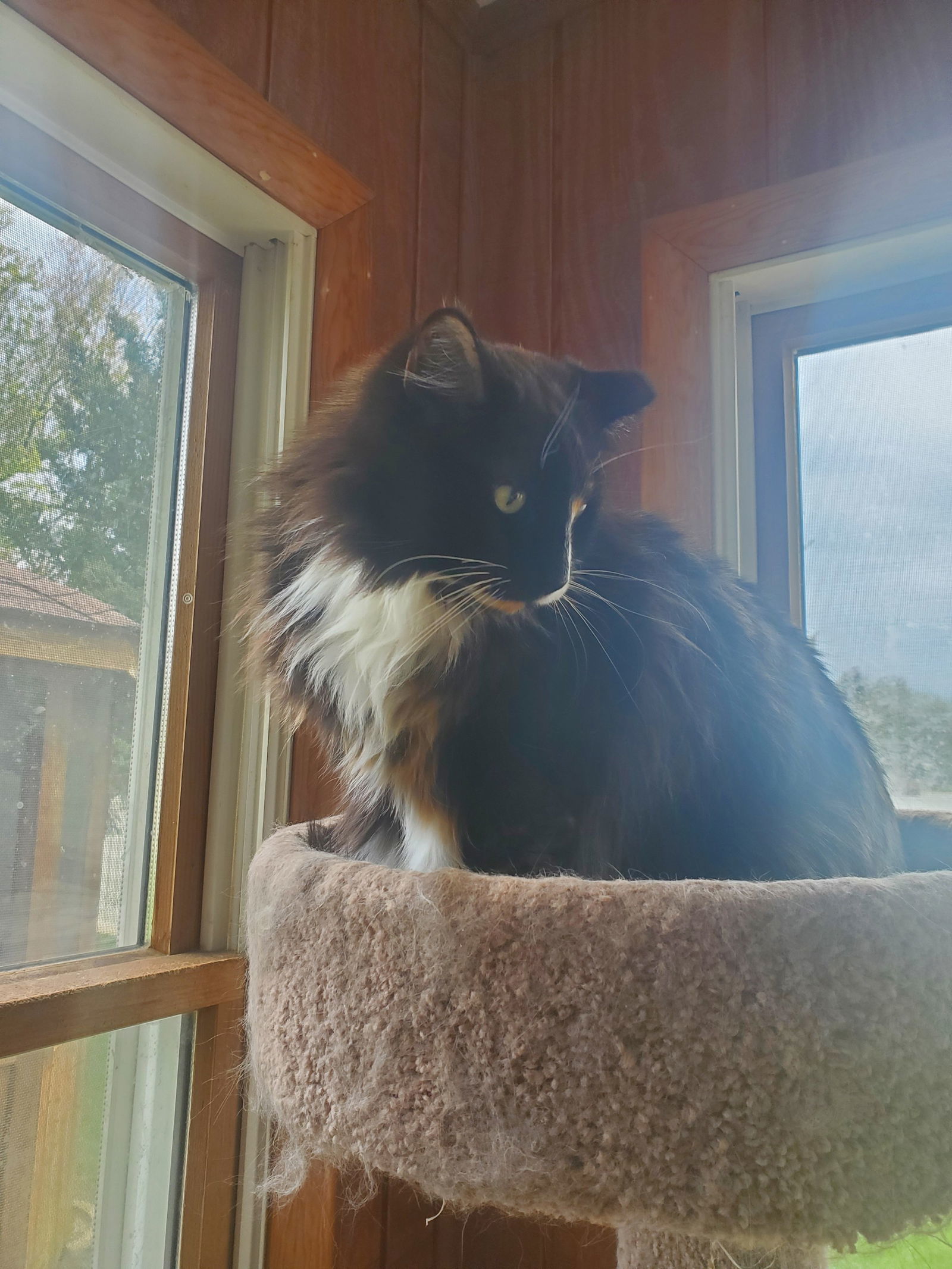 Leila - Barn Cat