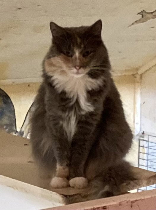 Croissant - Barn Cat