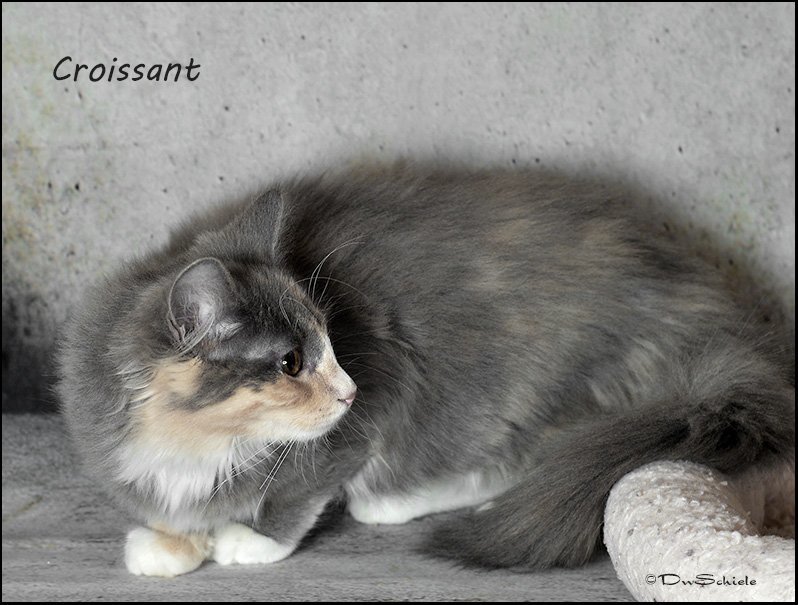 Croissant - Barn Cat