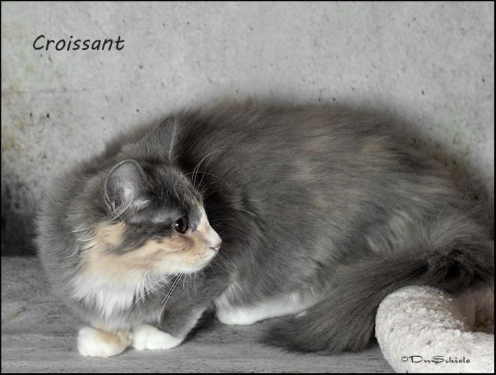 Croissant - Barn Cat 3