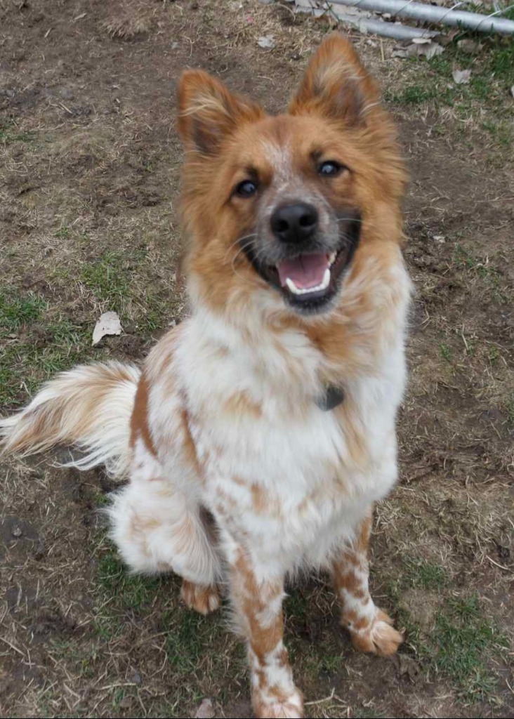 Tomo, an adoptable Cattle Dog, Pomeranian in Warren, MI, 48089 | Photo Image 1