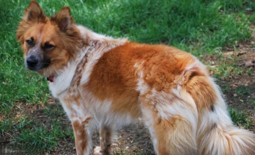 Tomo, an adoptable Cattle Dog, Pomeranian in Warren, MI, 48089 | Photo Image 2