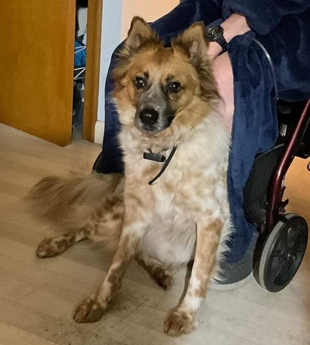 Tomo, an adoptable Cattle Dog, Pomeranian in Warren, MI, 48089 | Photo Image 3