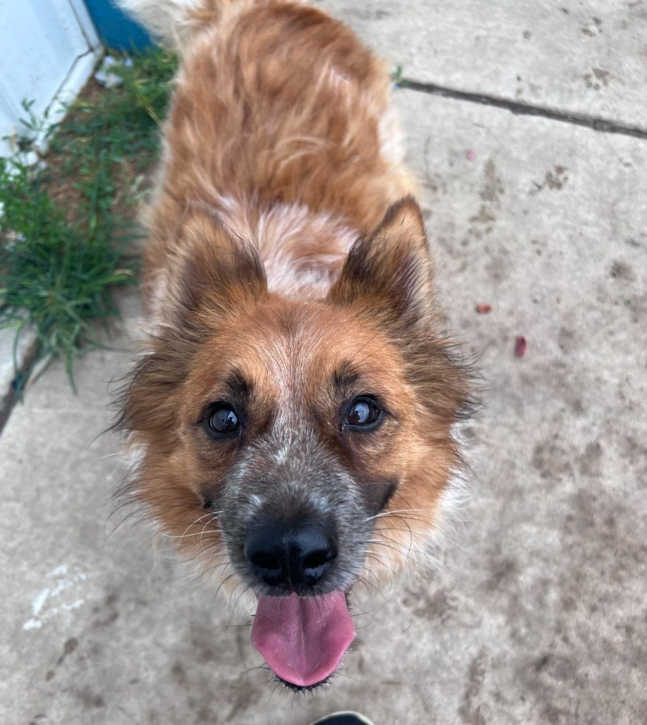 Tomo, an adoptable Cattle Dog, Pomeranian in Warren, MI, 48089 | Photo Image 4