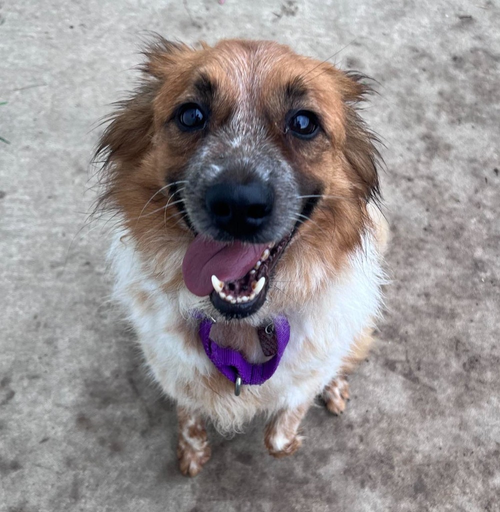 Tomo, an adoptable Cattle Dog, Pomeranian in Warren, MI, 48089 | Photo Image 5